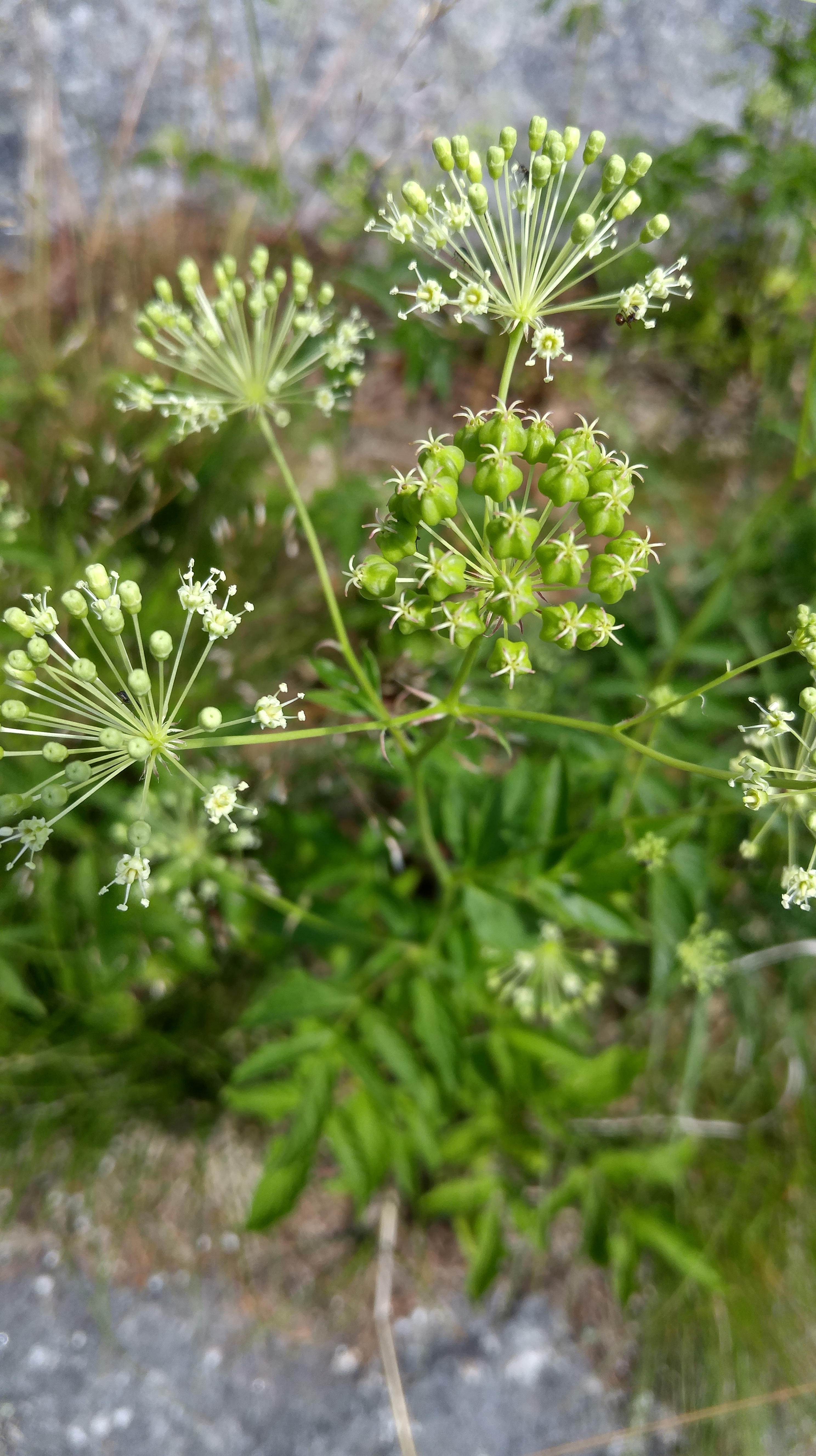 b-bristly sarsaparilla