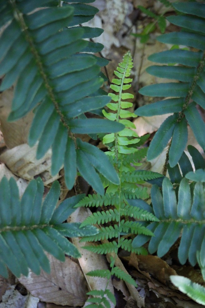 b-Christmas and NY ferns