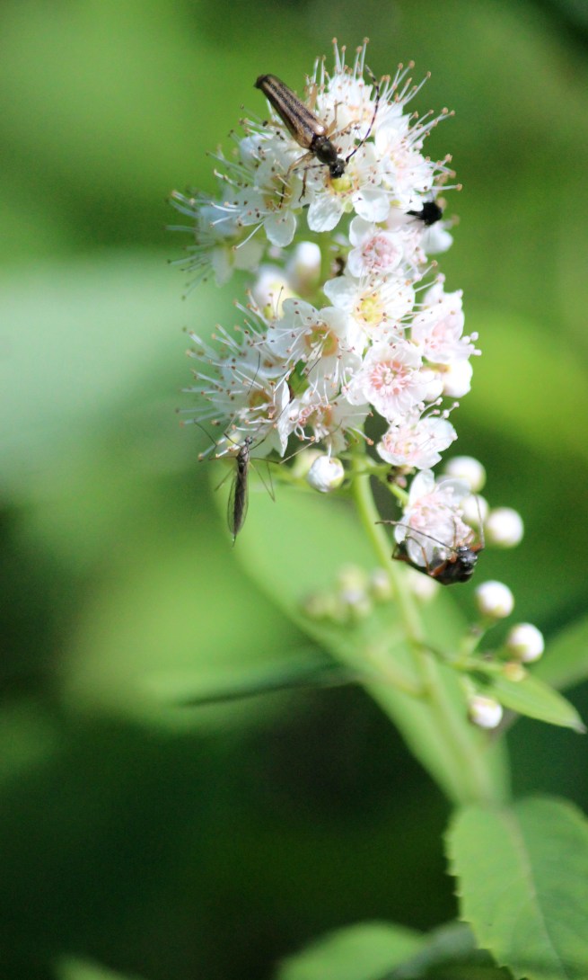 b-Sweet Pepperbush