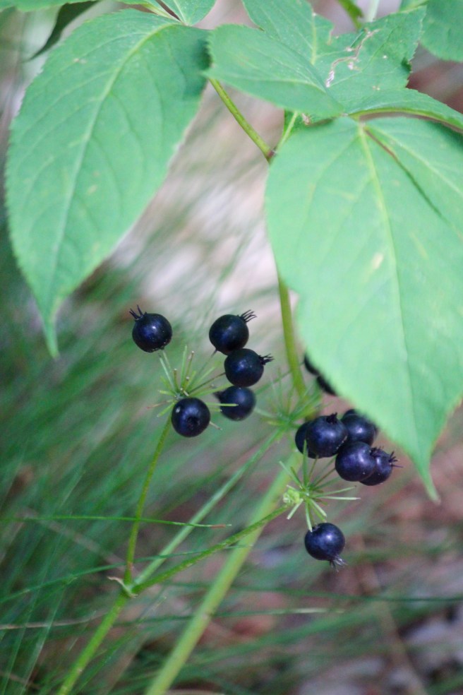 b-Wild Sarsapirilla 1