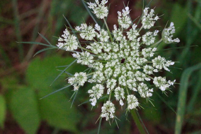 h-queen anne's lace1