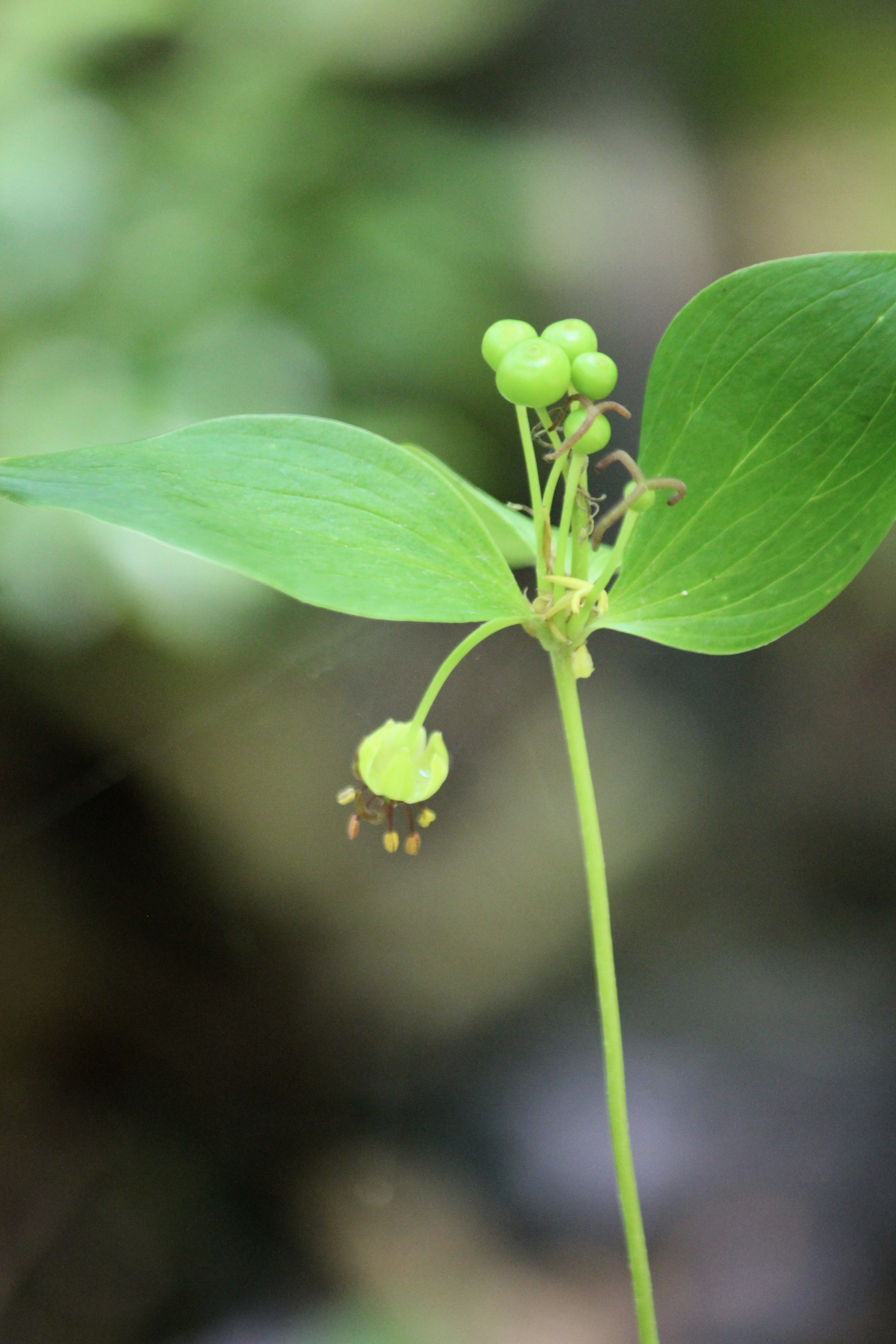 p-Indian cucumber root