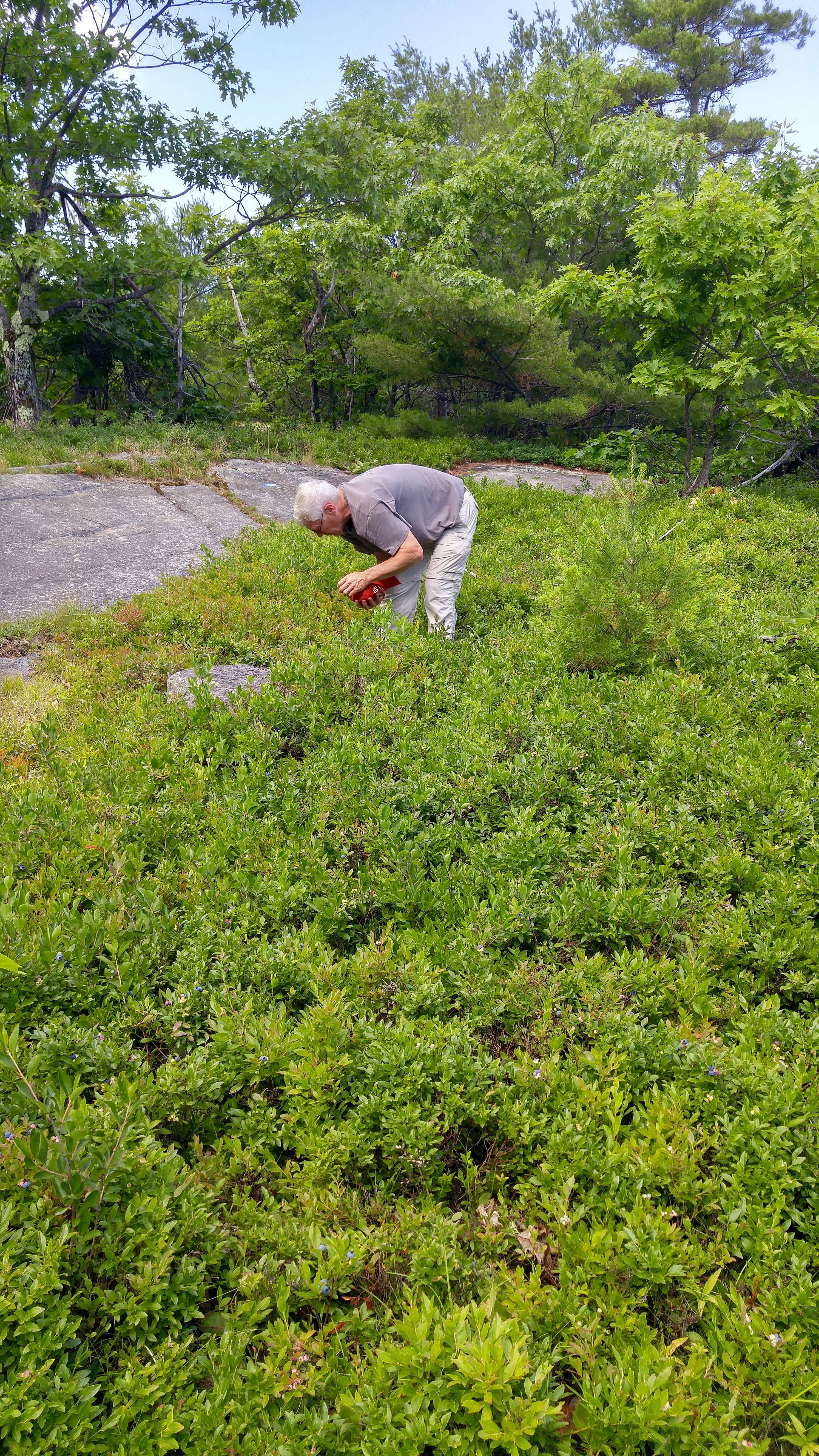 p-picking berries 1 (1)