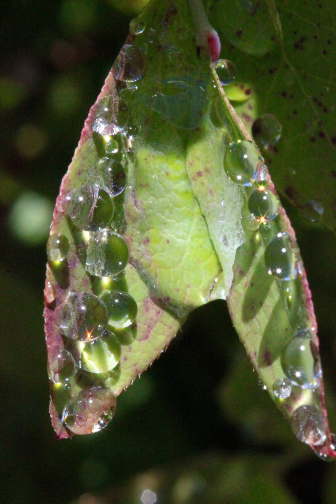p-rain on berry leaves