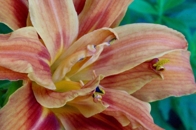 w-double or triple daylily