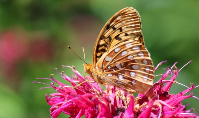 w-fritillary1