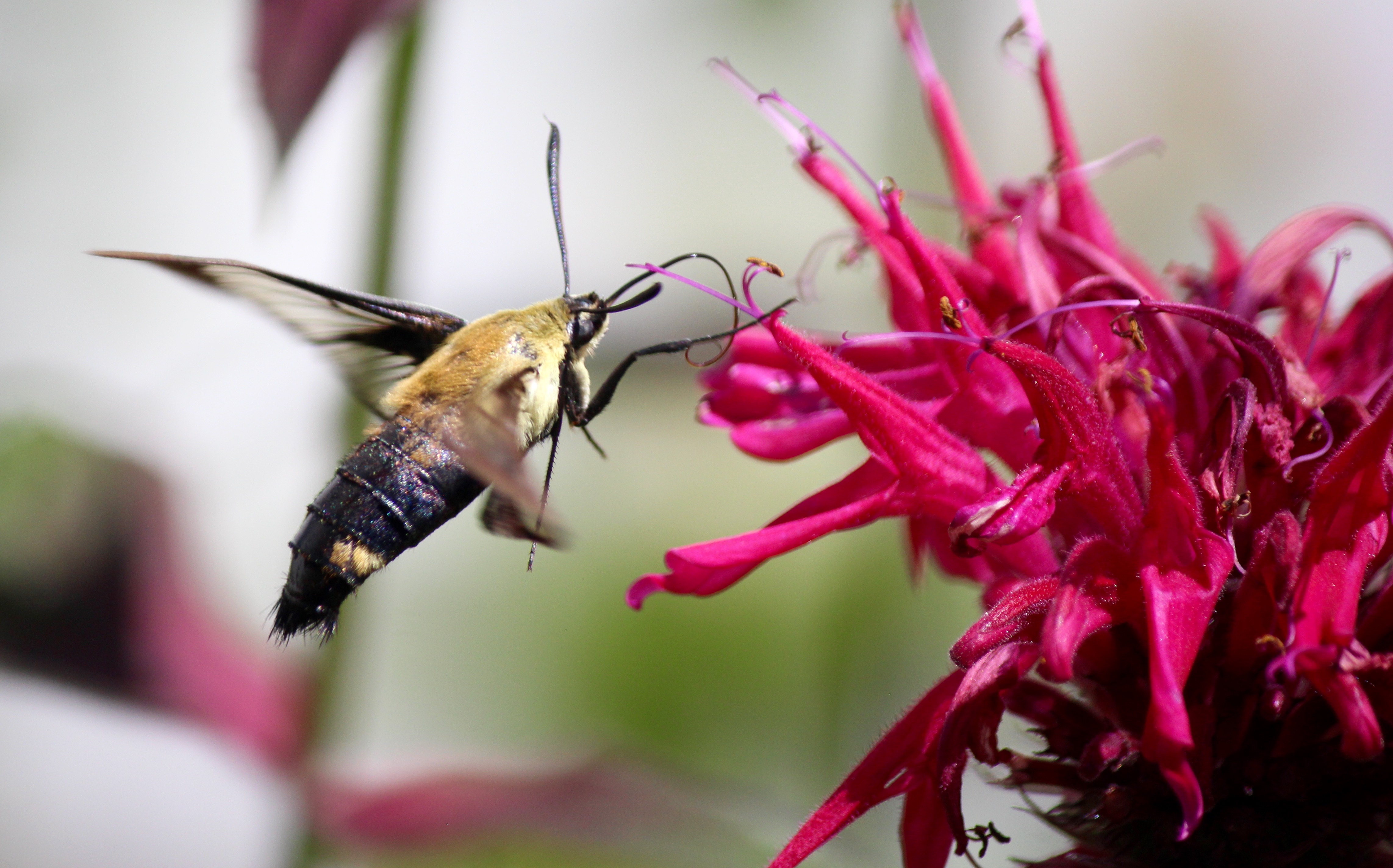 w-hummingbird moth 1