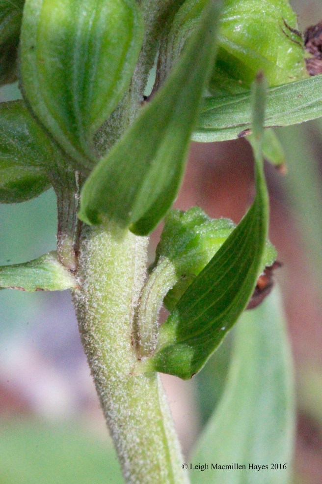 c-helleborine stem