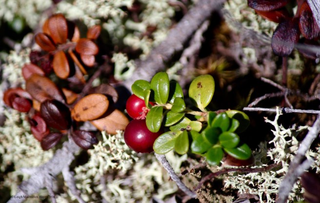 c-mountain cranberry