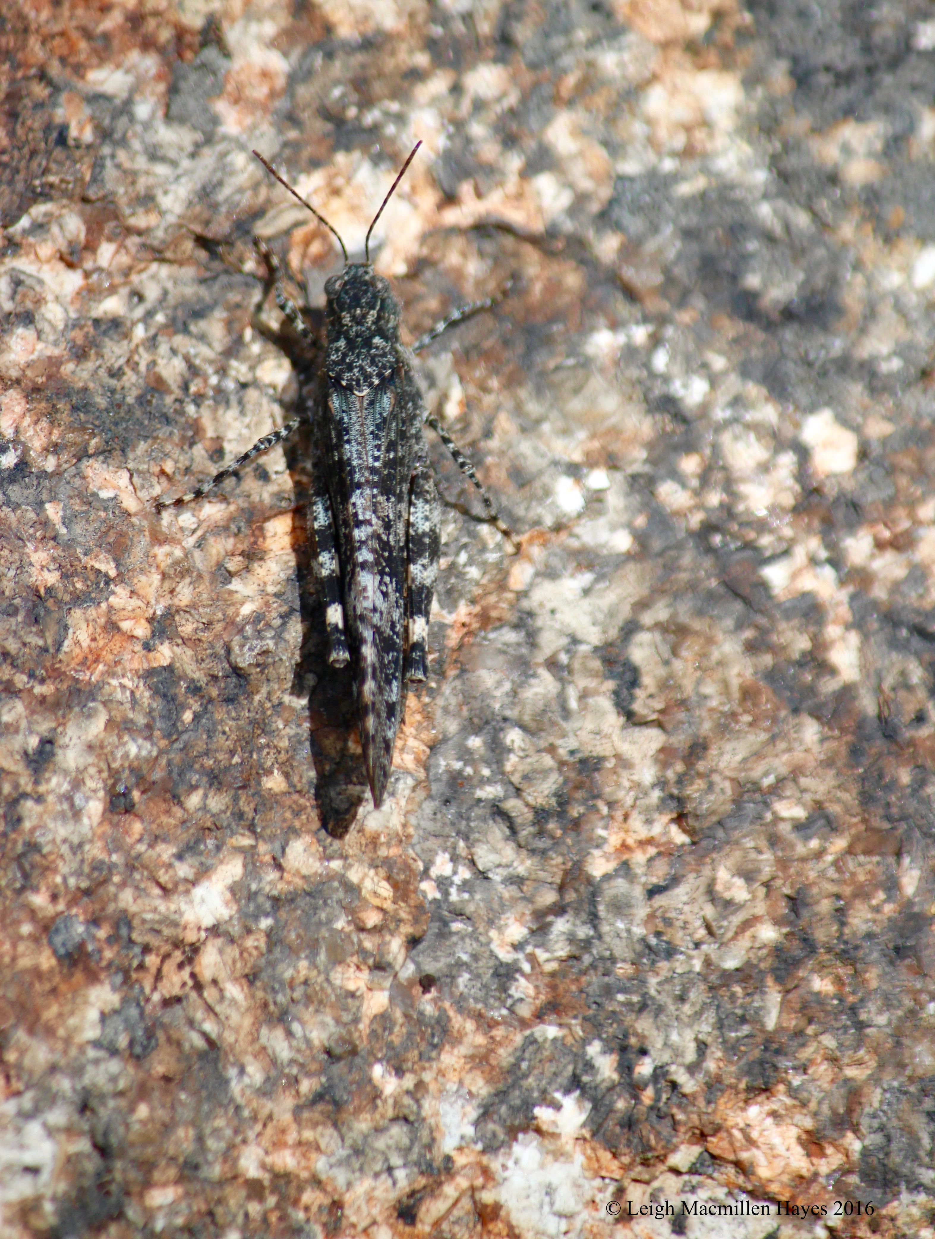 c-short horned grasshopper