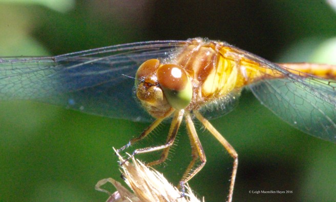 c-whitefaced meadowhawk 2