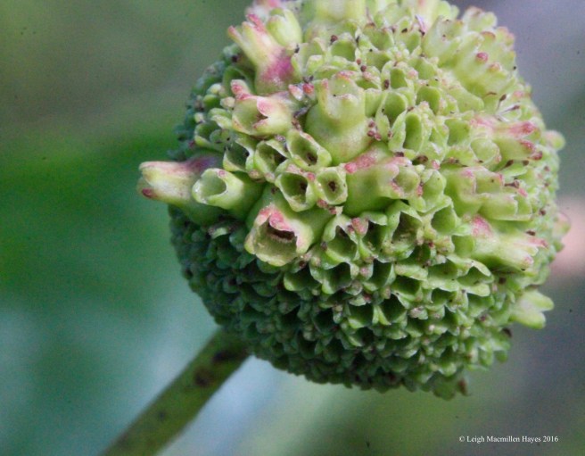 h-buttonbush.jpg