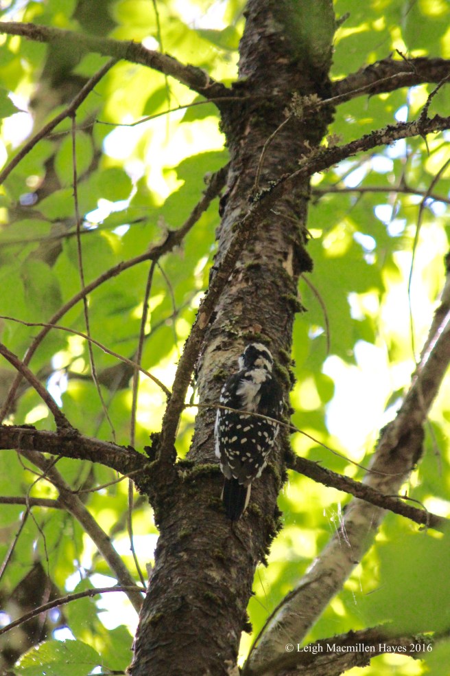 h-hairy woodpecker