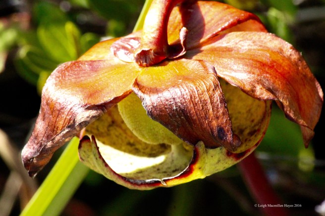 h-pitcher flower2