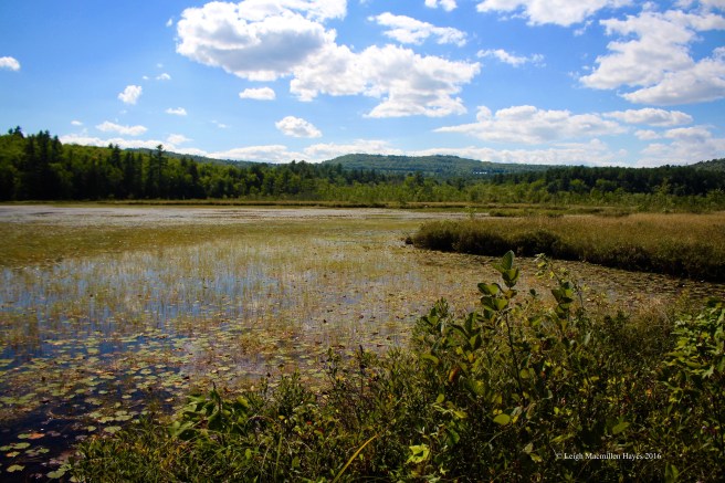 h-pond toward 5 Fields