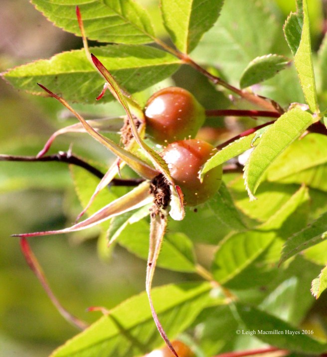 h-rose hips.jpg