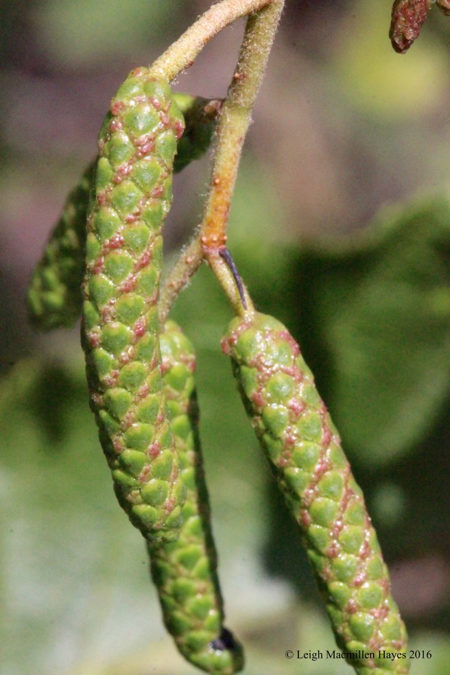 h-speckled alder catkins