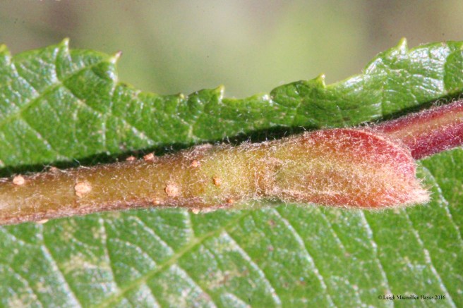 h-speckled bug and speckles