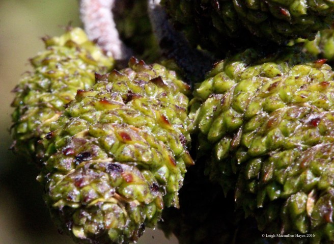 h-speckled cones new