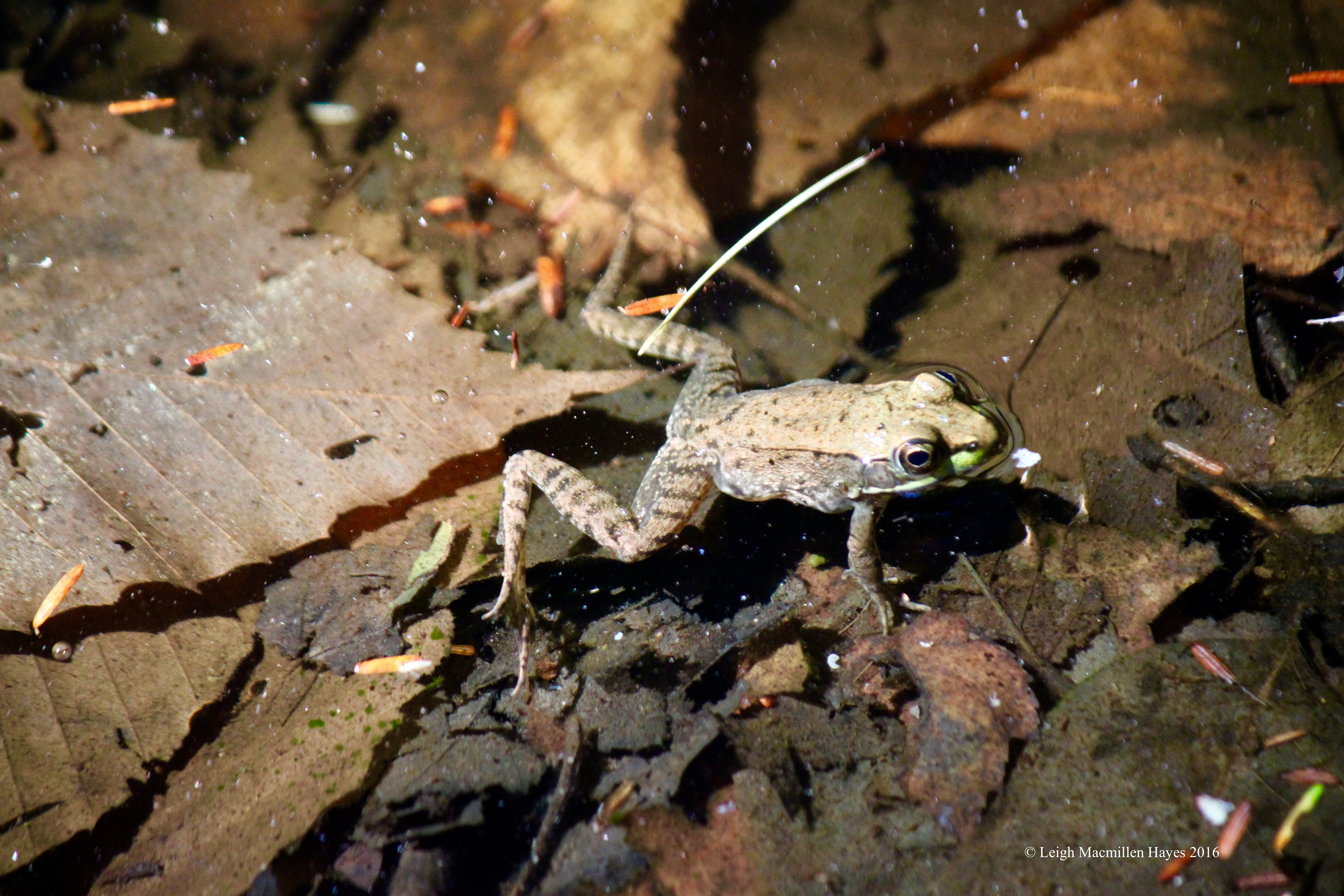 j-green frog in water