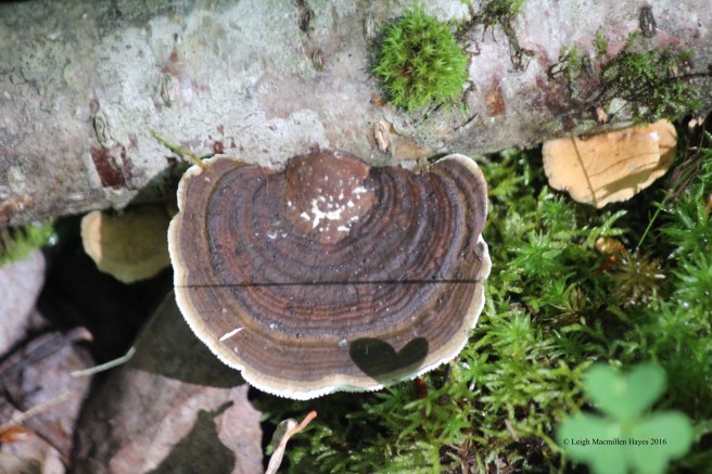 j-polypore