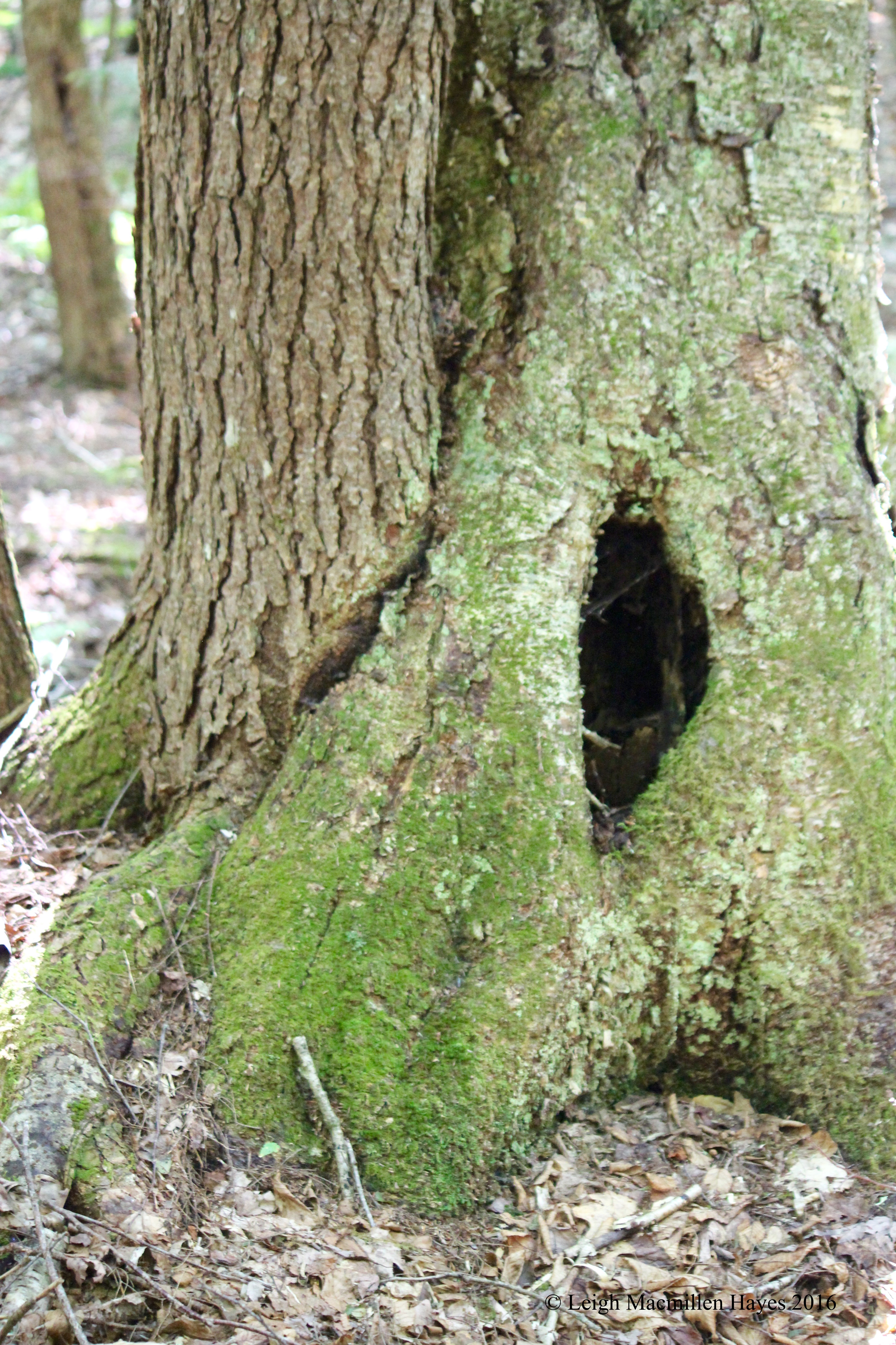 j-yellow birch and hemlock