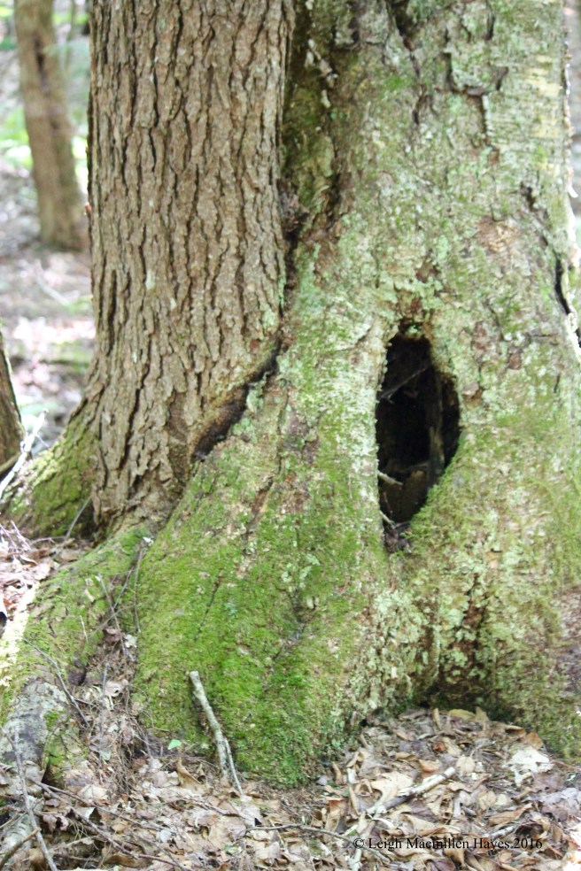 j-yellow birch and hemlock