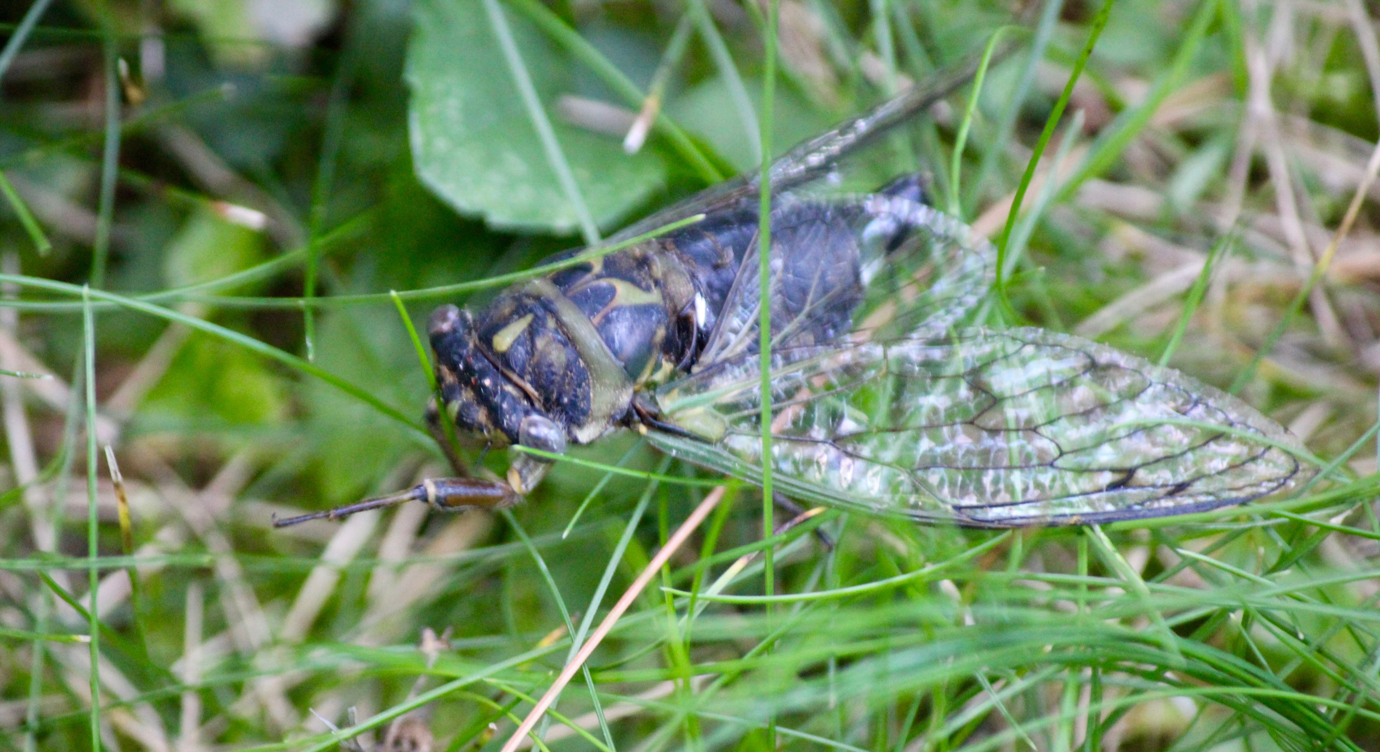 m cicada 5
