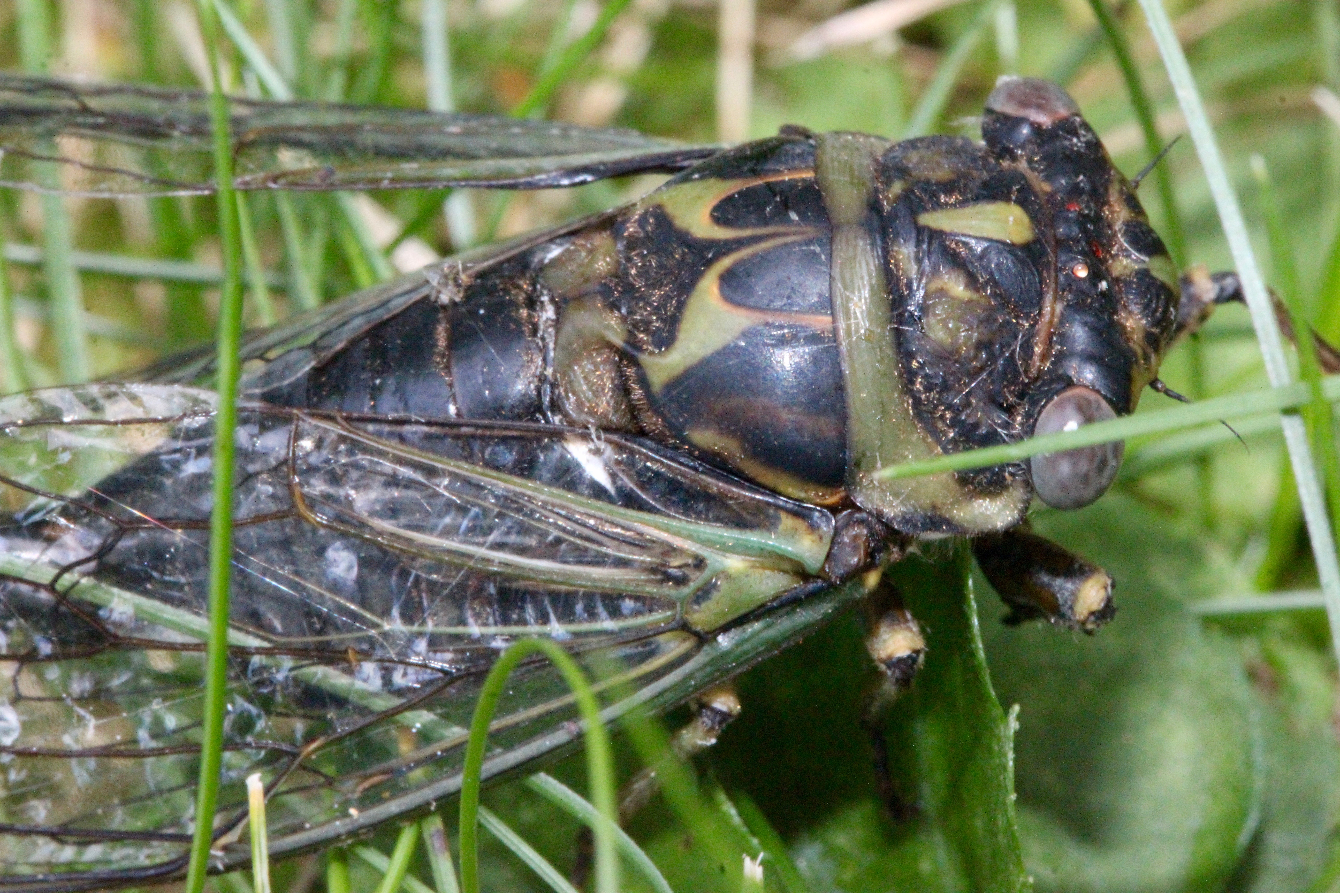 m cicada up close 2