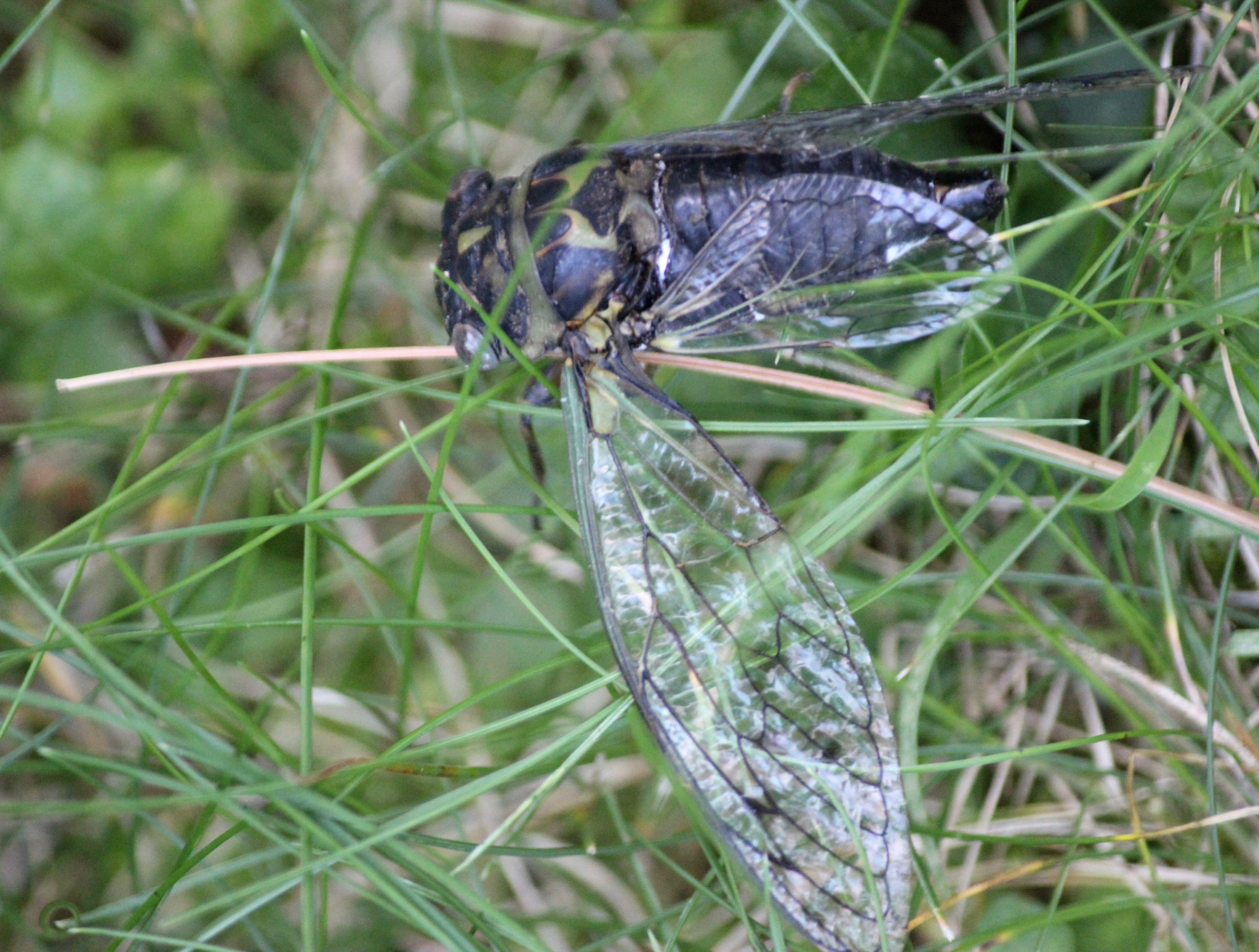 m cicada wings