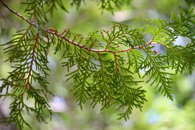 n-cedar leaves