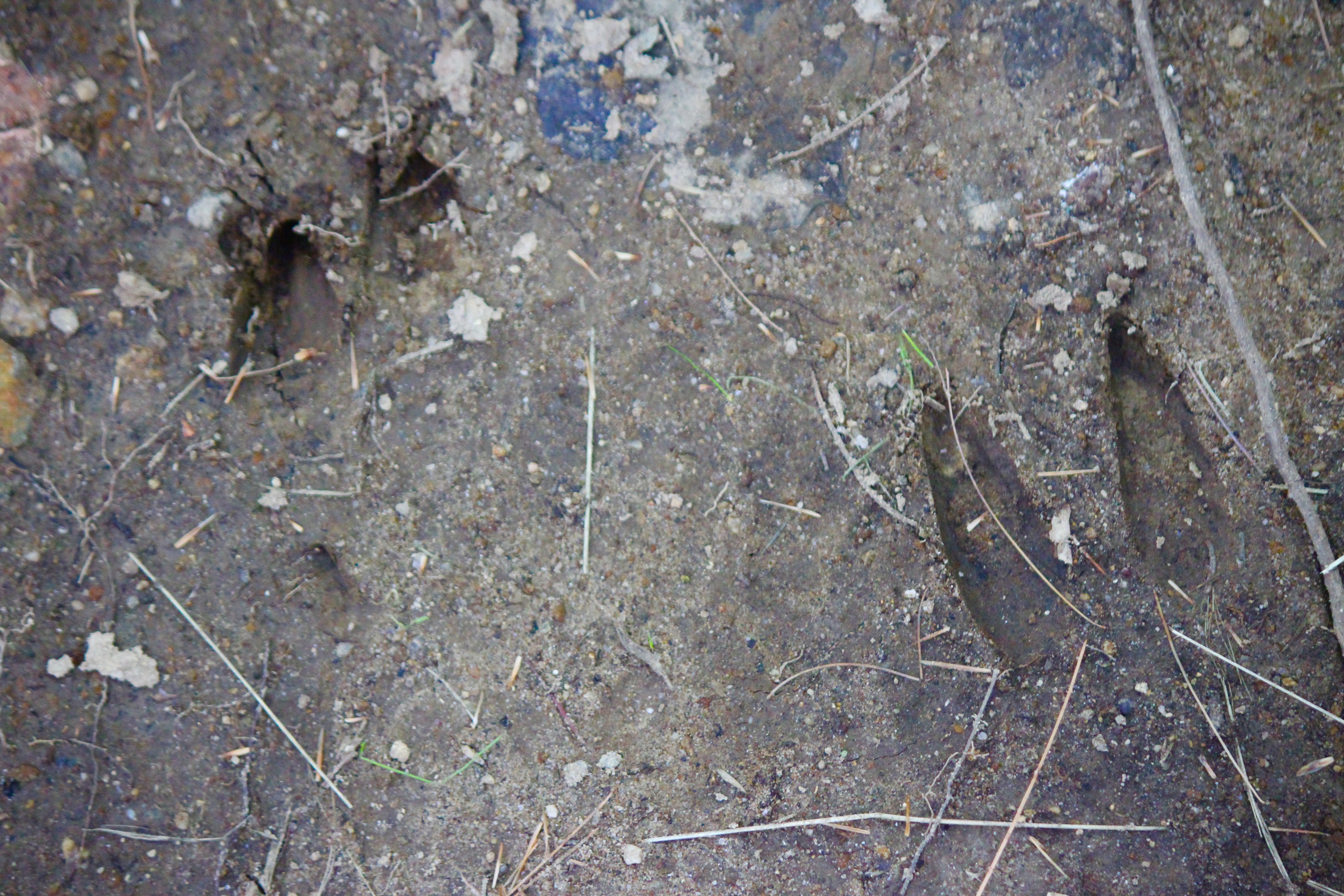 n-deer tracks