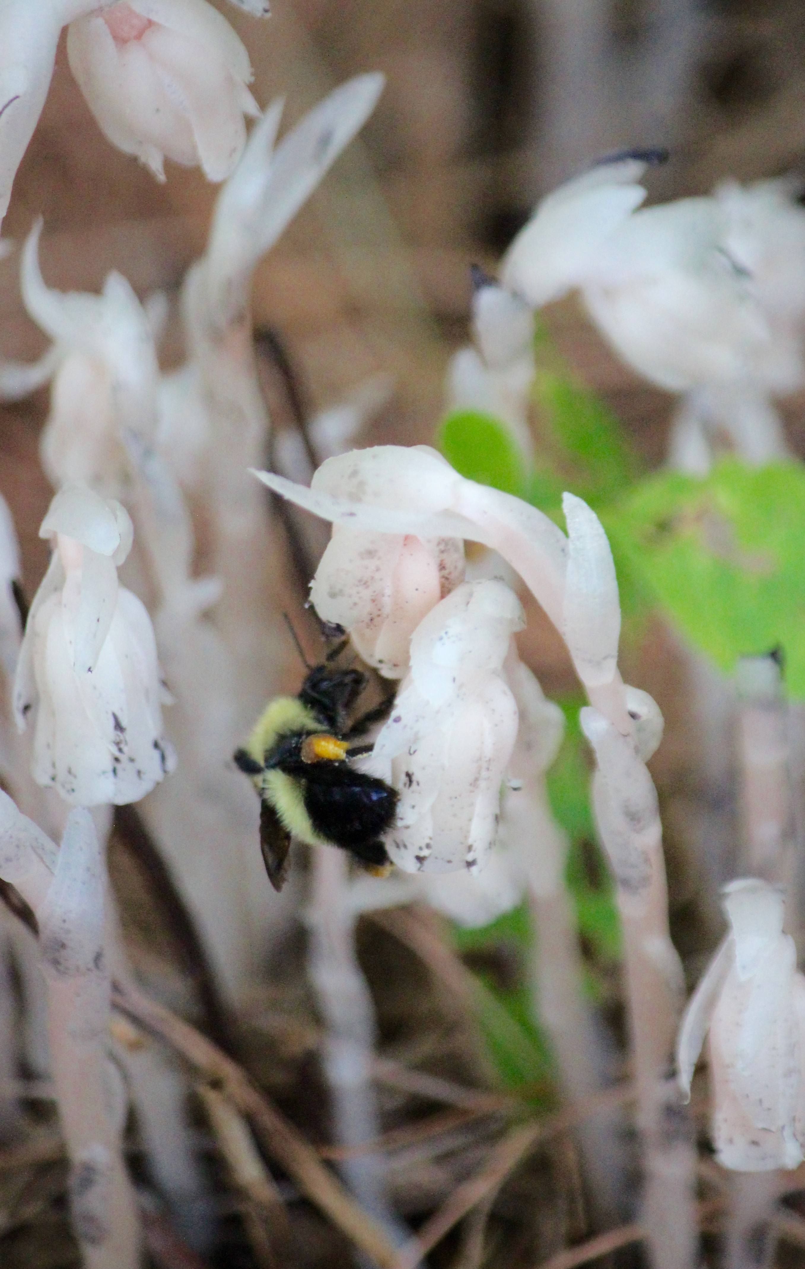 n-Indian pipe bee 1