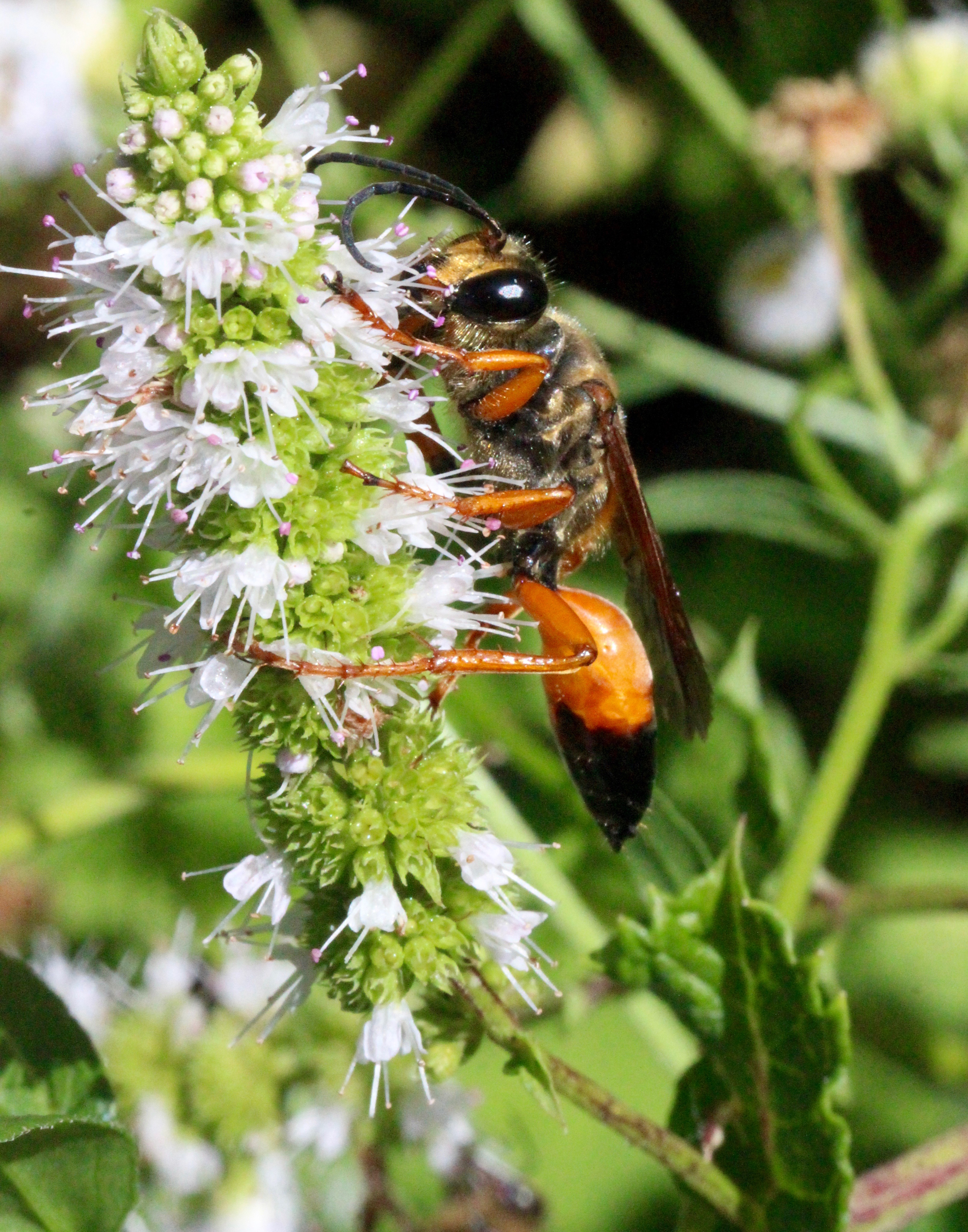 n-morning golden digger wasp