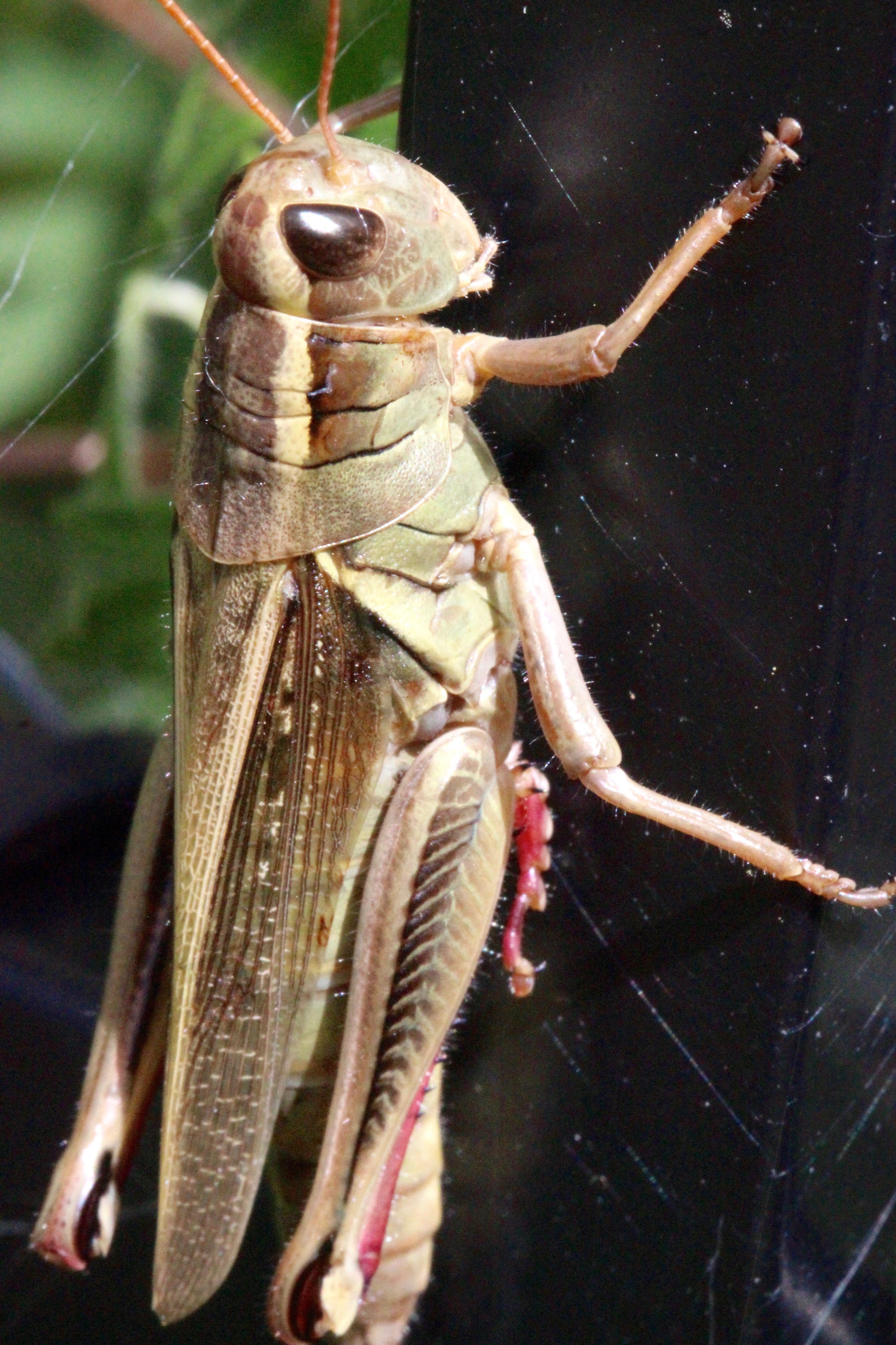 n-morning grasshopper