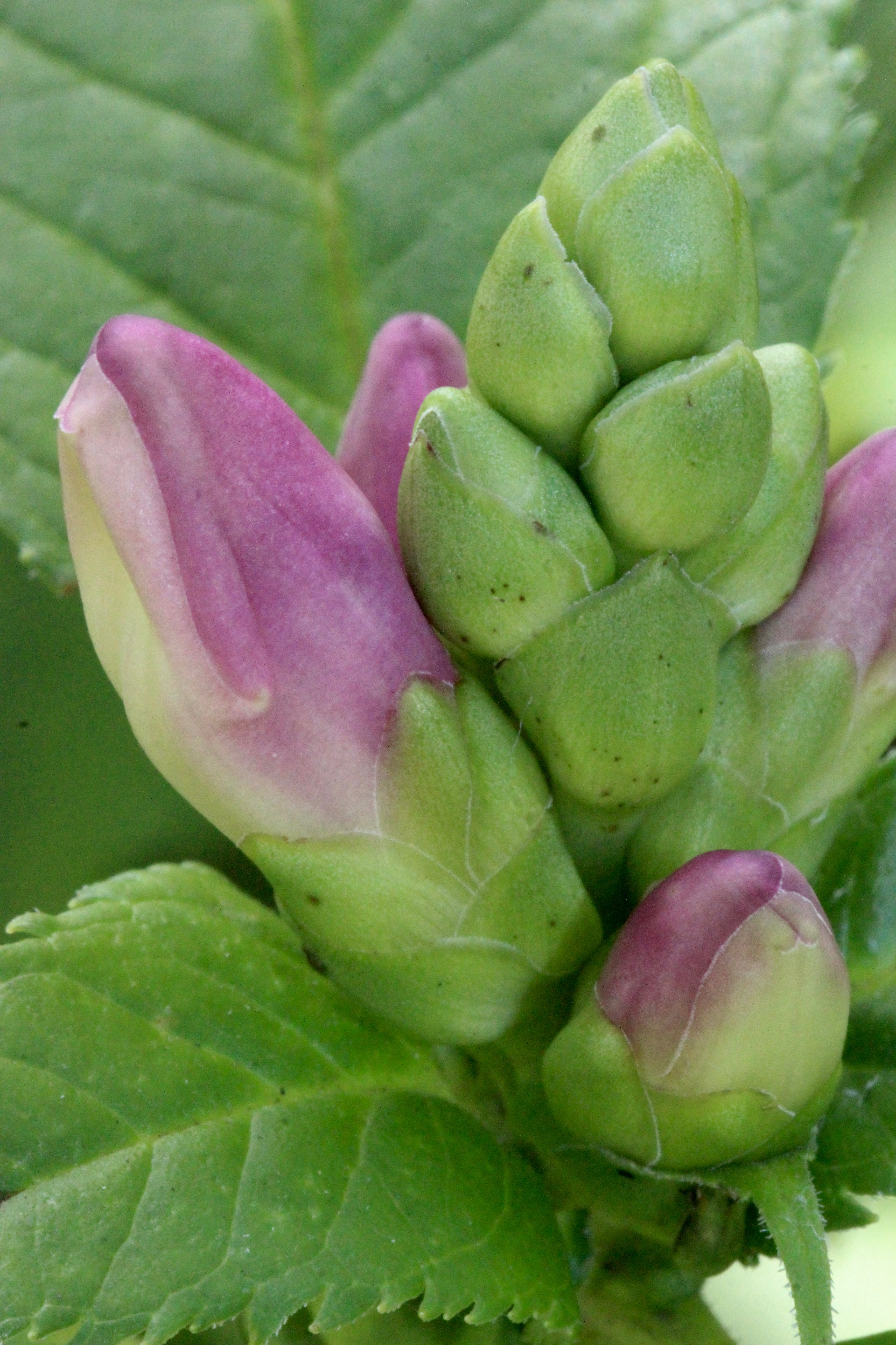 n-morning turtlehead