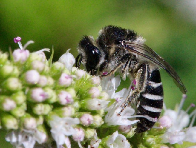n-morning white faced wasp