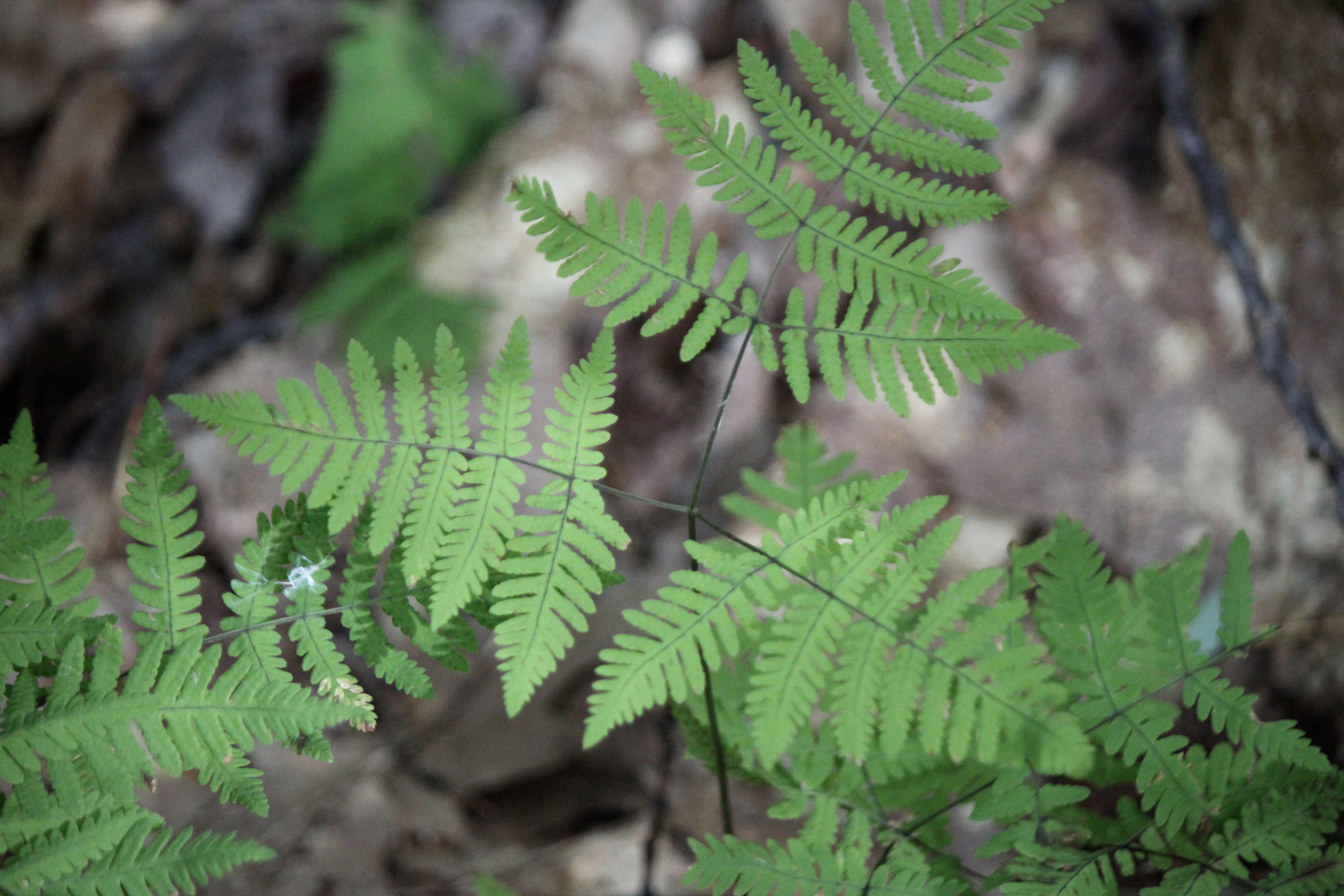 n-oak fern