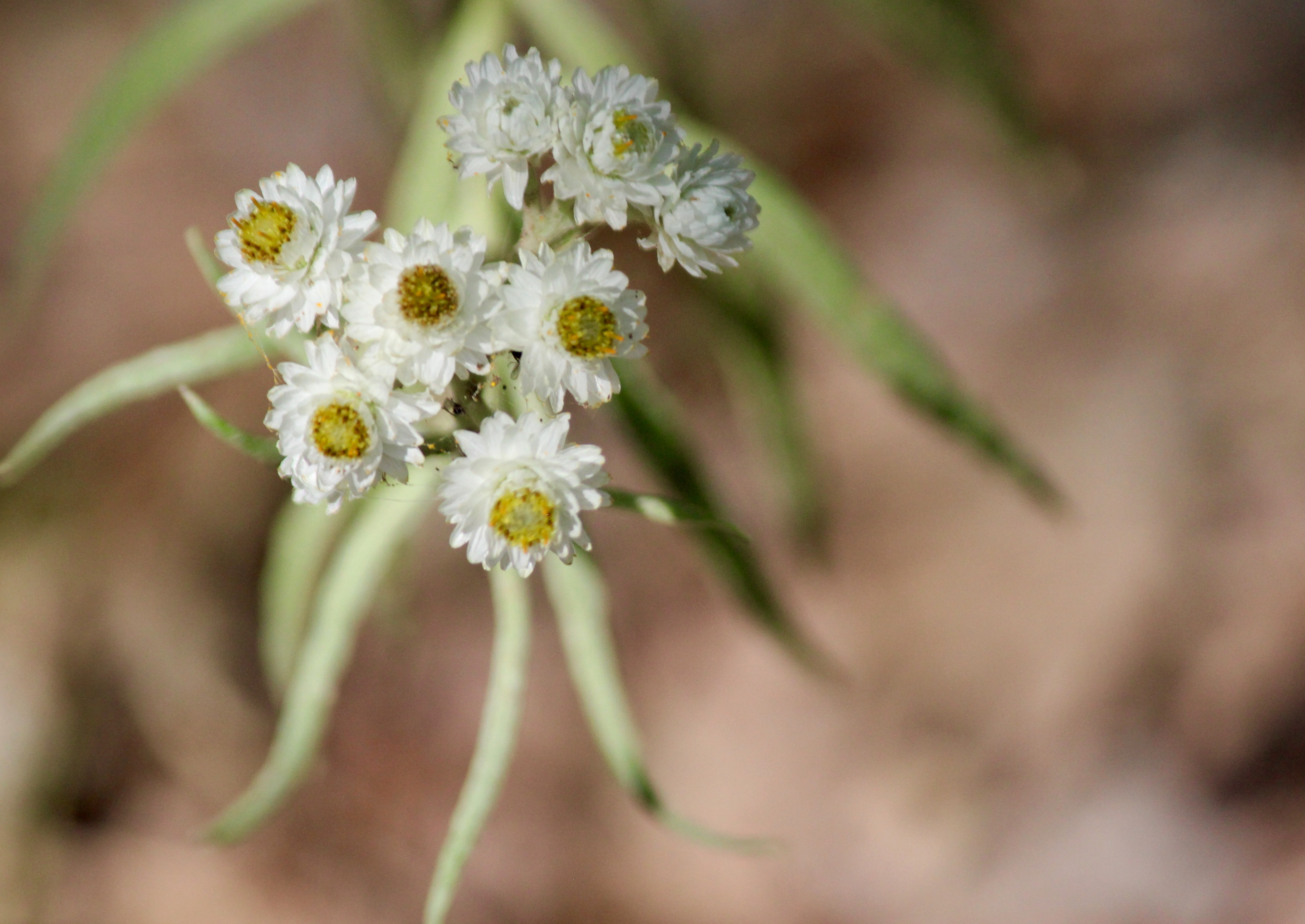 n-pearly everlasting