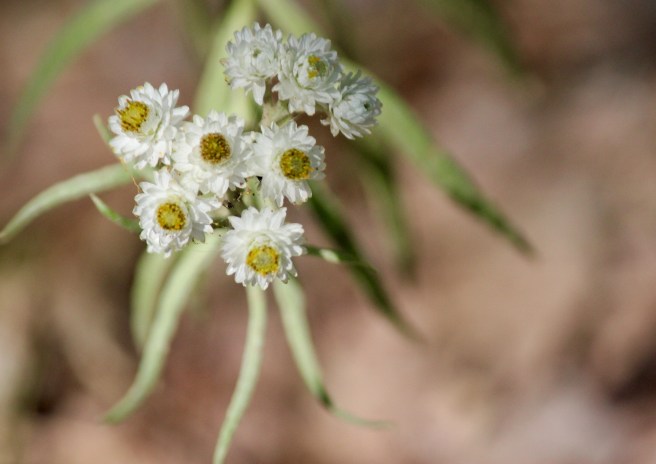 n-pearly everlasting