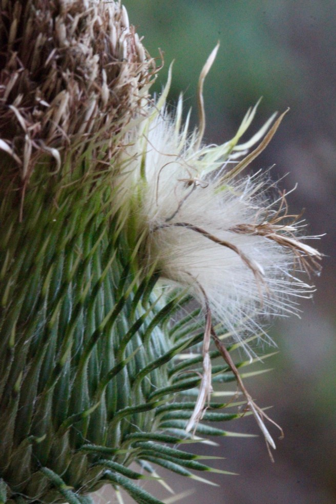 n-thistle with seeds