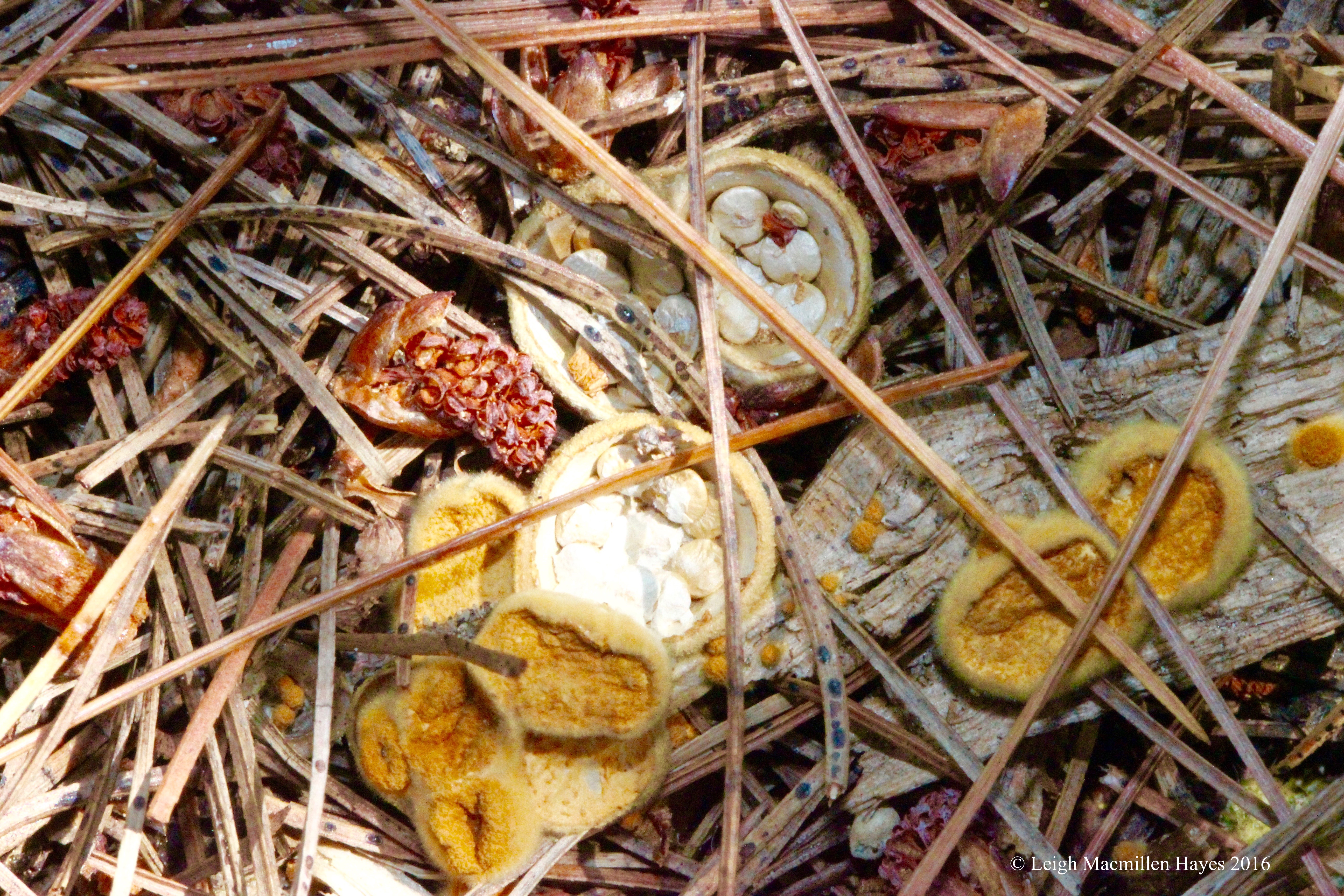 t-birds nest fungi