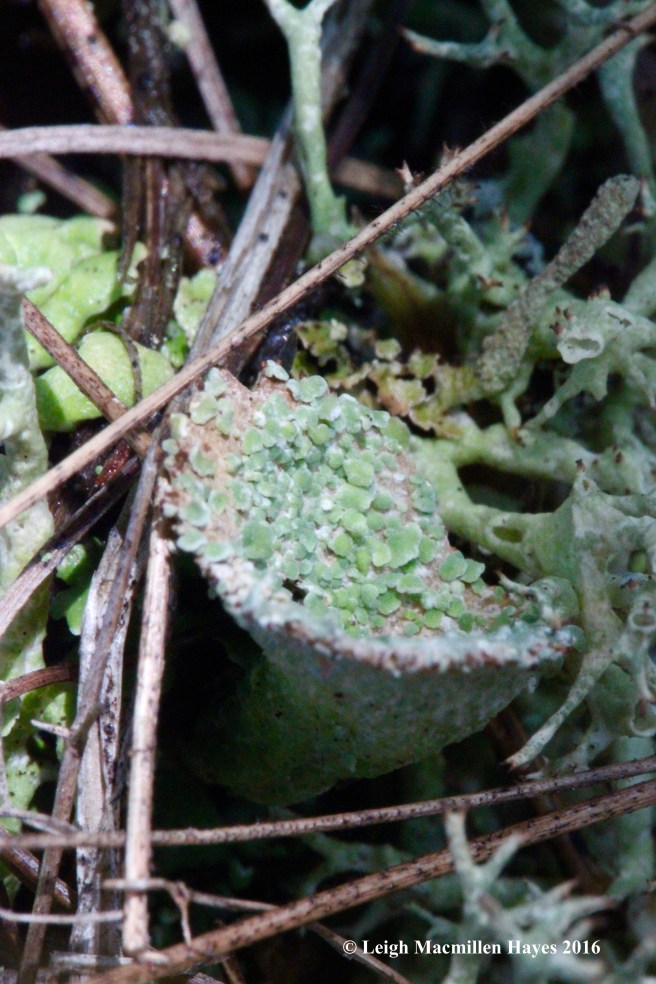 b-pixie-cup-filled-to-the-brim