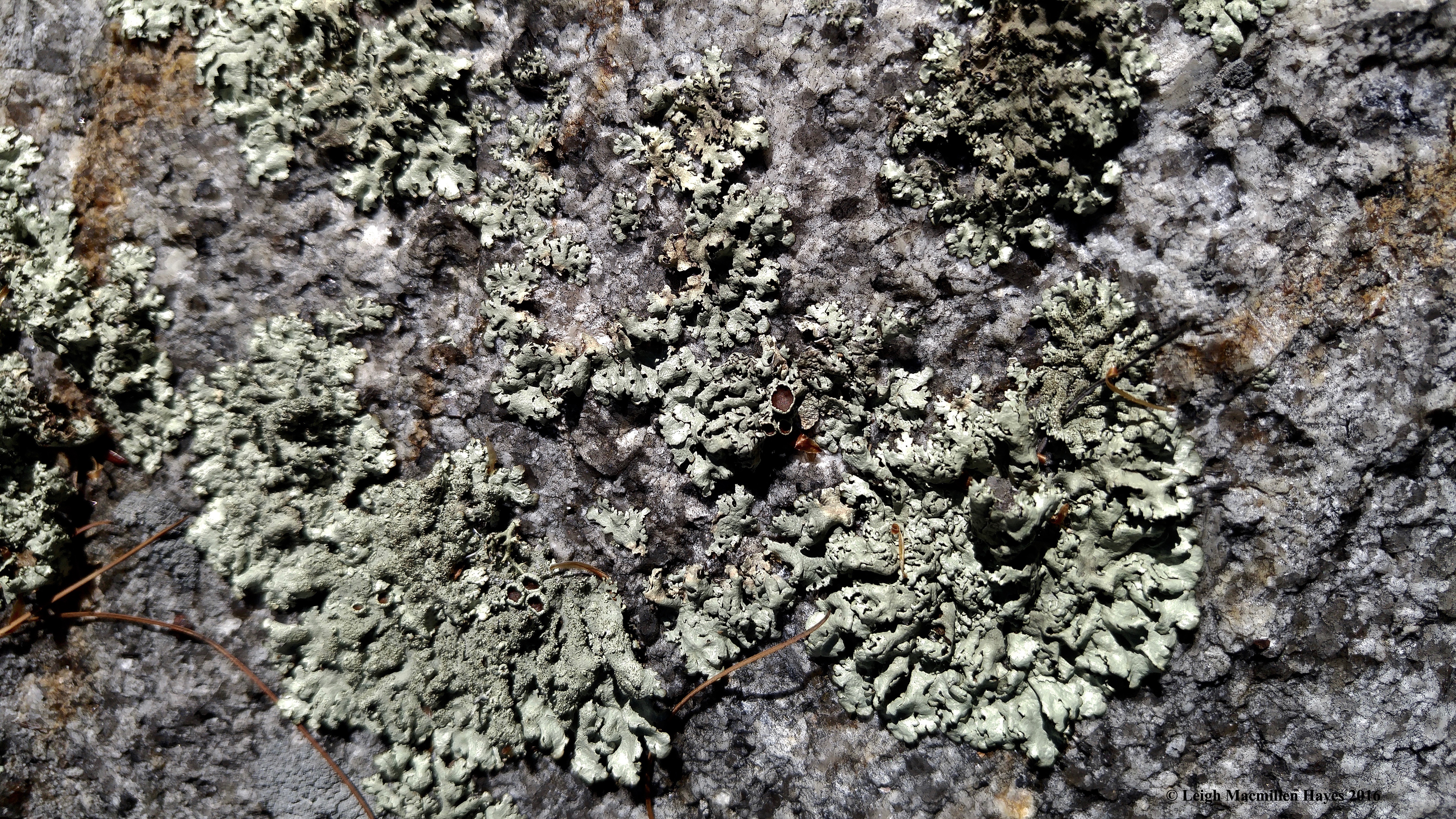 b-shield-on-rock-2-1