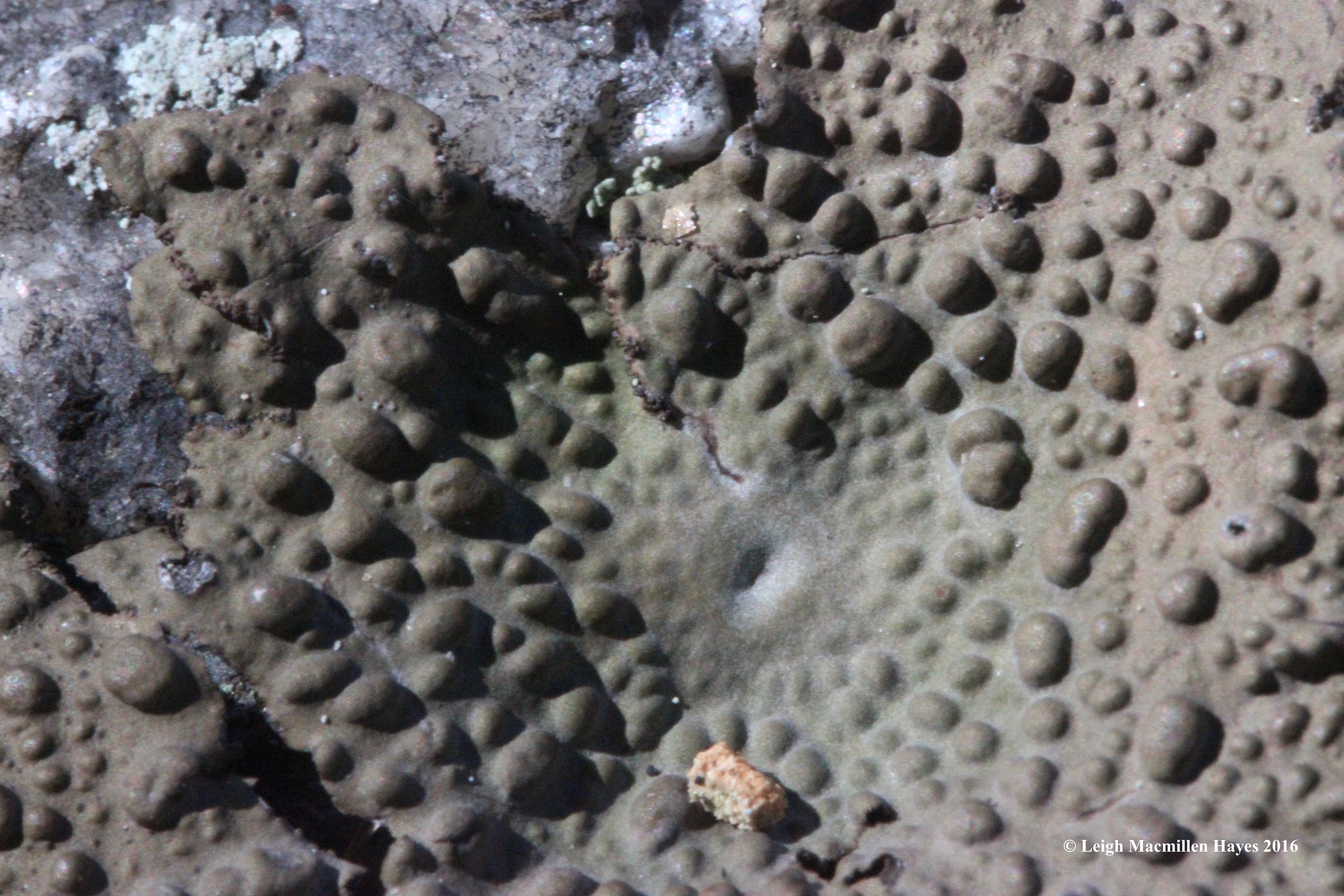 b-toad-skin-lichen-3