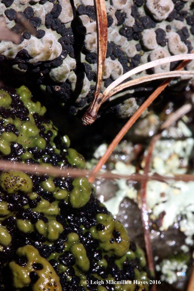 b-toad-skin-lichen-wet-and-dry