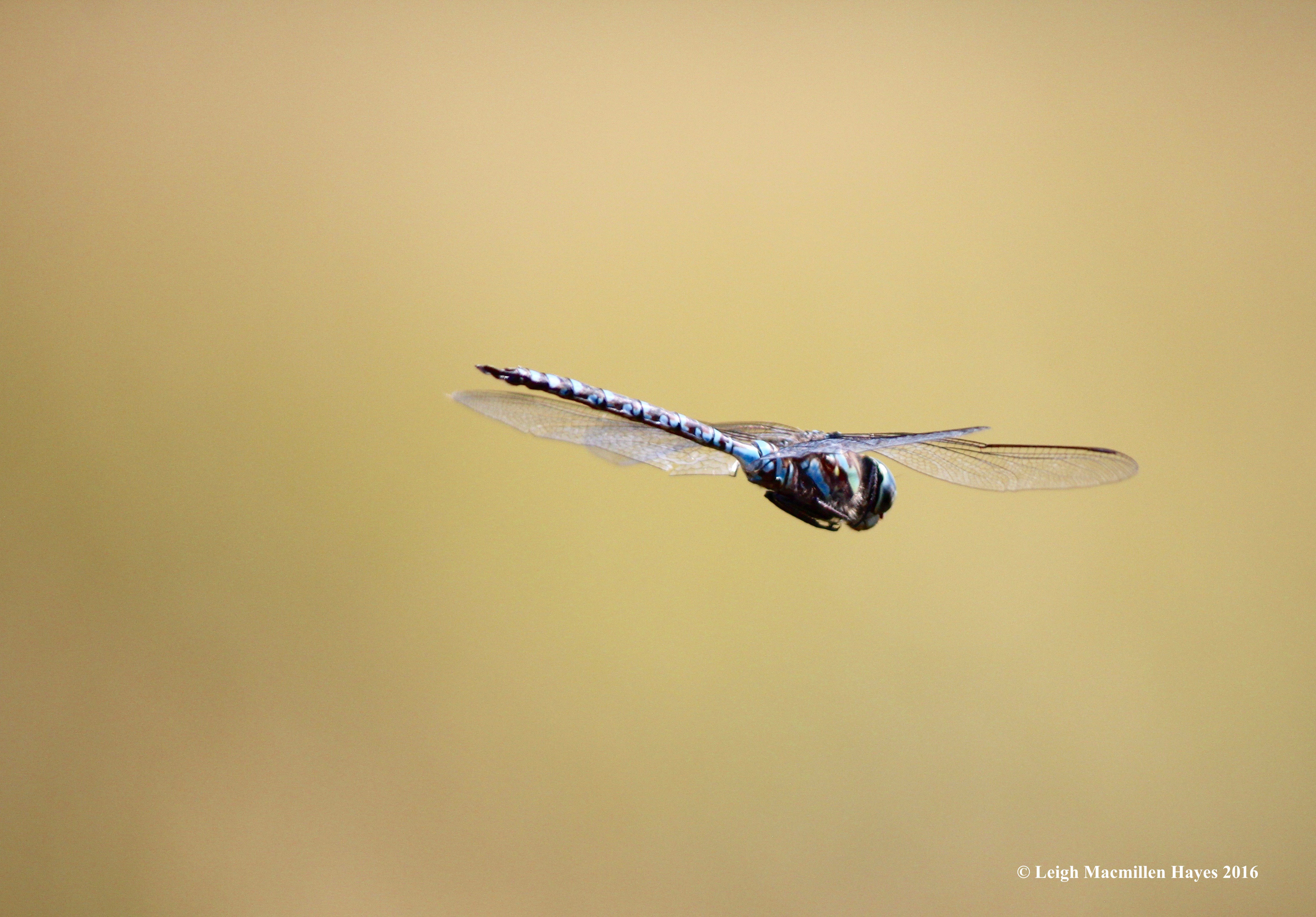 h- darner dragonfly