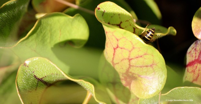 h-entering the pitcher