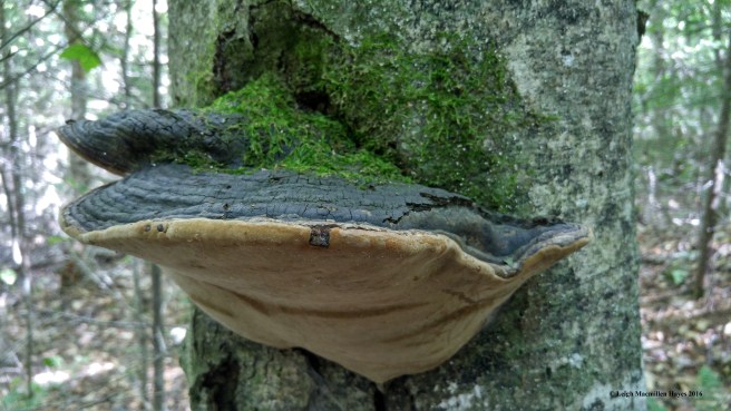 h-false tinder conk (1)