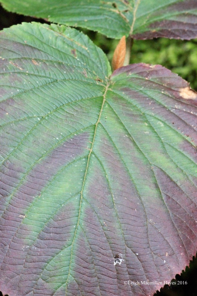 h-hobble leaf and bud 1